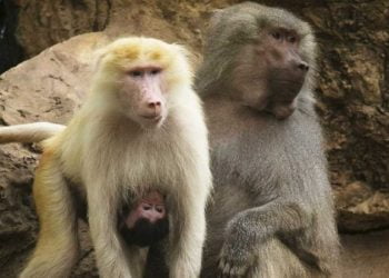 Cinquenta macacos escapam das jaulas no zoo de Paris e visitantes são retirados por segurança