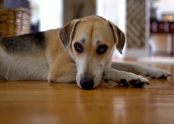 Permissão de entrada de animais em estabelecimentos comerciais reúne acolhimento