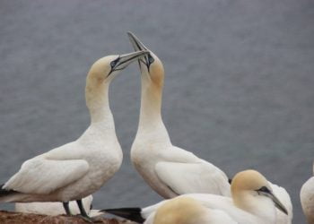Centro de Reabilitação em Ílhavo recebeu 26 aves contaminadas desde o dia 5