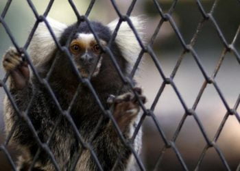 Zoológico da maior cidade do Brasil encerra após morte de macaco por febre-amarela