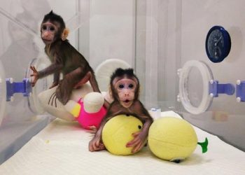 Primeiros macacos clonados com a técnica da ovelha Dolly nasceram na China