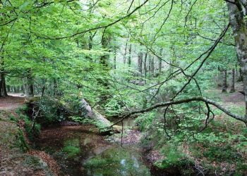 Ministério do Ambiente apresenta projetos de prevenção e restauro em áreas protegidas