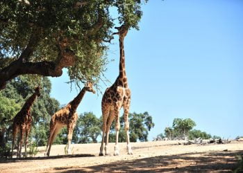 Badoca Park reabre dia 10 de fevereiro e conta com novos animais