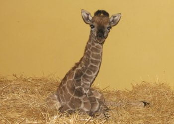 Girafa-de-angola nasce no Jardim Zoológico de Lisboa com 1,90m de altura