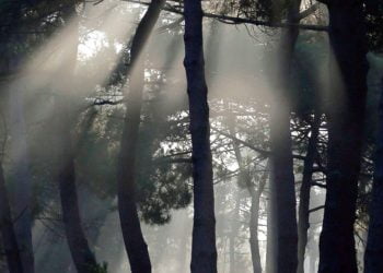 Governo define áreas prioritárias para fiscalizar limpeza das florestas