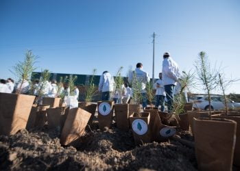 Mais de 500 voluntários ajudam a reflorestar o Pinhal de Leiria