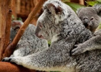 Jardim Zoológico de Lisboa apresenta a mais recente cria de Koala