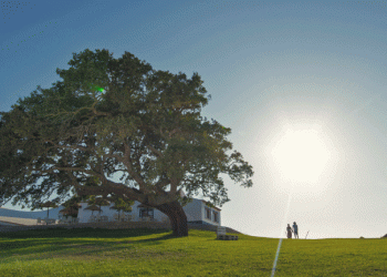 Zmar celebra Dia Mundial da Árvore com campanha “Plantar uma Árvore é Semear vida”