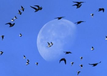 Estudo revela que as aves envelhecem mais rápido na cidade do que no campo