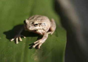 Batizadas quatro novas espécies de rã descobertas em Moçambique