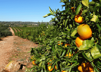 Agricultura Sustentável é tema de debate em Alte