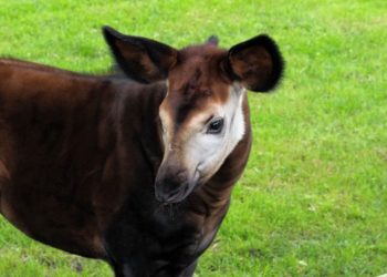 Jardim Zoológico transfere Okapi para França