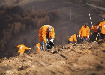 Pinhal de Leiria recebe 113 mil árvores do Movimento Terra de Esperança