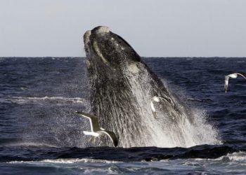 Baleeiros japoneses matam 333 cetáceos na Antártida