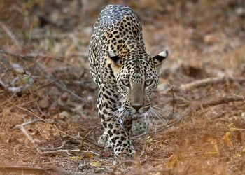 Leopardo volta a ser visto no parque moçambicano da Gorongosa dez anos depois