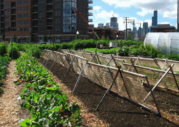 Quercus apoia debate internacional sobre Agricultura Urbana