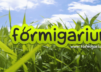 “Formigarium” permite adotar uma formiga como animal de estimação