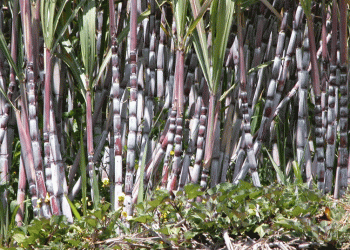 Produção da cana de acúcar está “no bom caminho” na Madeira