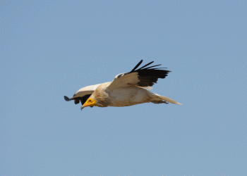 Festival Ibérico de Natureza volta às Arribas do Douro entre 25 e 27 de maio