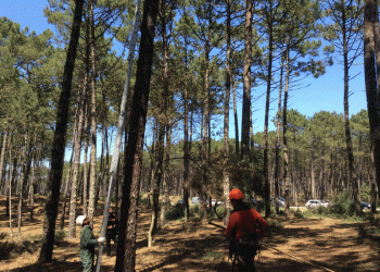 Centro PINUS e ICNF a “Escalar para Renovar” o pinhal português