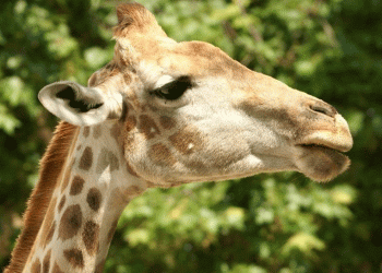 Jardim Zoológico perde Girafa-de-angola e pede “maior respeito pela natureza”