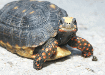Saia da carapaça e celebre o Dia Mundial da Tartaruga no Jardim Zoológico