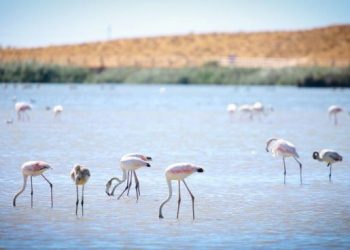 Albufeira assinala Dia Internacional da Biodiversidade com passeio pela Lagoa dos Salgados