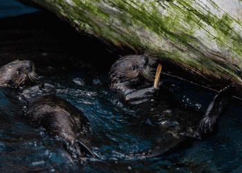 Oceanário de Lisboa recebe duas lontras-marinhas resgatadas no Alasca