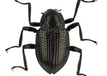 Escaravelho que nunca foi ao cinema leva nome de DiCaprio