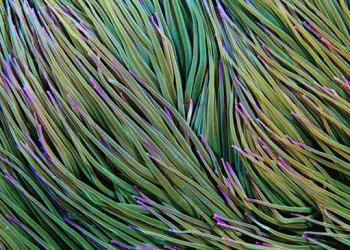 Ciclo “No Fundo Portugal é Mar” até julho no CCB