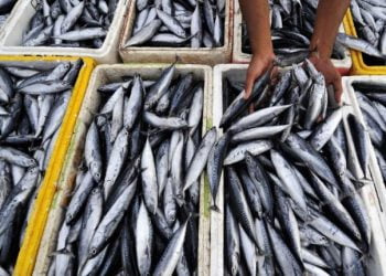 Governo diz que novas proibições para a pesca da sardinha foram pedidas pelo setor