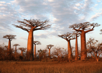 Os baobás africanos estão a morrer