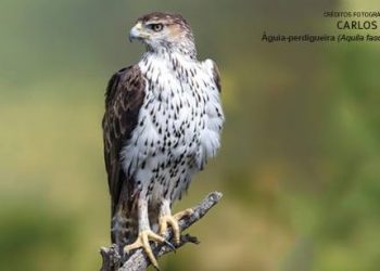 Amantes das aves voltam a migrar para Sagres em outubro