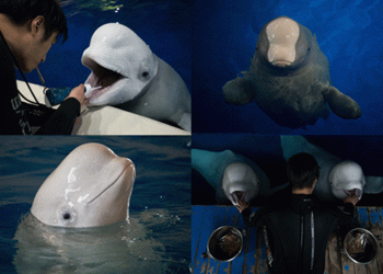 O primeiro santuário de baleias brancas vai nascer na Islândia