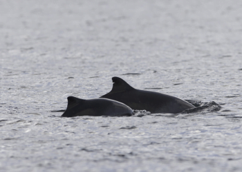 Boto em risco de extinção na costa portuguesa