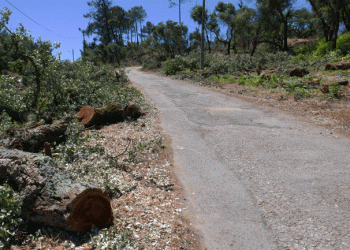 Quercus alerta para regras abusivas de prevenção de incêndios