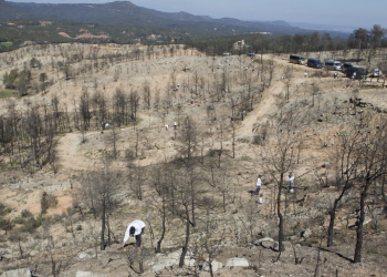Eurofred compensa as suas emissões de CO2 com repovoações florestais em Portugal