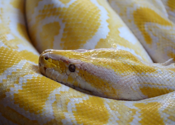 Zoo celebra Dia Mundial da Serpente com atividades educativas para miúdos e graúdos