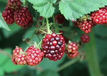 Projeto biológico quer levar “toneladas” de amoras de Viana a todo mundo