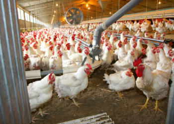 Ministério do Ambiente exige medidas contra praga de moscas causada por aviário em Óbidos