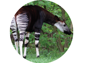 Futuro: Apoio à conservação da natureza e biodiversidade