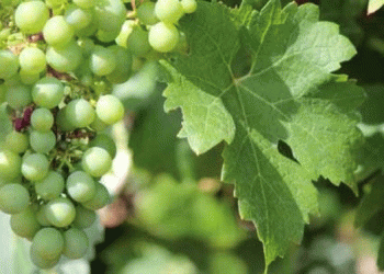 Prémio Internacional Terras sem Sombra distingue Música, Património e Biodiversidade