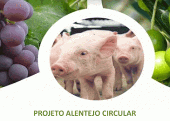 Roteiro Regional para a Sustentabilidade e Competitividade Empresarial