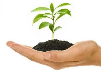 Quercus e  Águas da Região de Aveiro lançam campanha para ajudar a recuperar a floresta