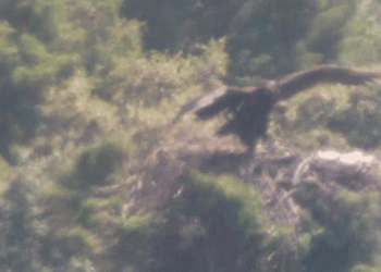 Três boas notícias para o Dia Internacional dos Abutres