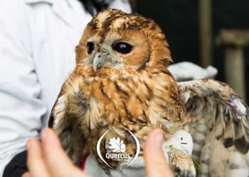 Centro de Recuperação de Animais Selvagens de St. André procura voluntários