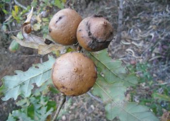 Ciclo “Biodiversidade à Nossa Volta” volta a 15 de setembro
