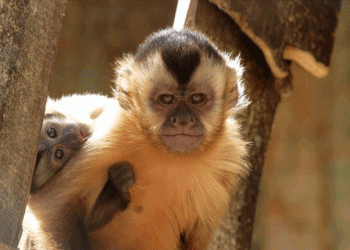 Zoo de Lisboa assinala Dia Internacional dos Primatas com nascimento de duas crias