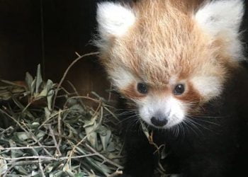 No Dia Internacional do Panda-vermelho, o Jardim Zoológico apresenta a nova cria