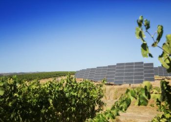 O vinho também pode ser sustentável e o Alentejo quer prová-lo